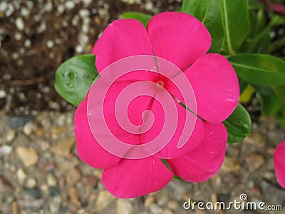 Dark Pink Impatiens Flower Stock Photo