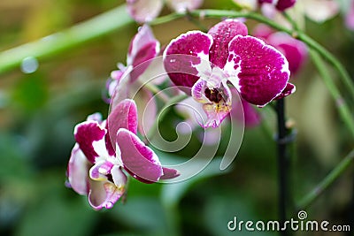 Dark pink orchid branch in greenhouse Stock Photo