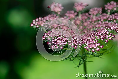 Dark Pink Queen Ann`s Lace Closeup Stock Photo