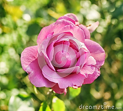 Dark pink rose on green background Stock Photo