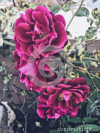 Dark pink roses Stock Photo