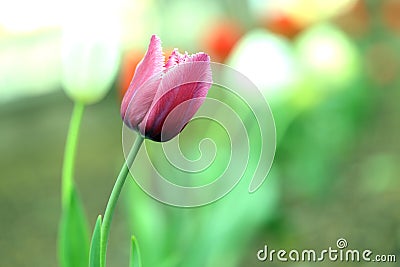 Dark pink tulip which blooms against blurry background, closeup. Spring flower with textured petals outdoor, macro photo Stock Photo