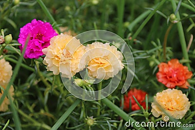 Dark pink and Yellow Verdolaga or Common Purslane or Little Hogweed or Pusley and out focus orange flower. Stock Photo