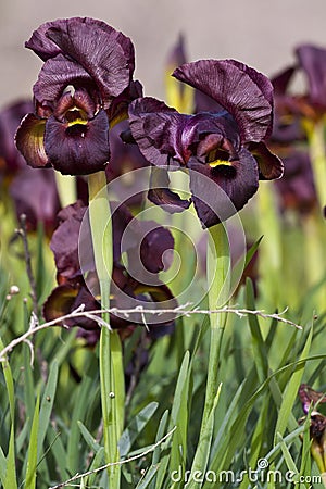 Dark Purple Iris Stock Photo