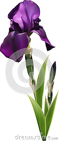 Dark purple iris flower Vector Illustration