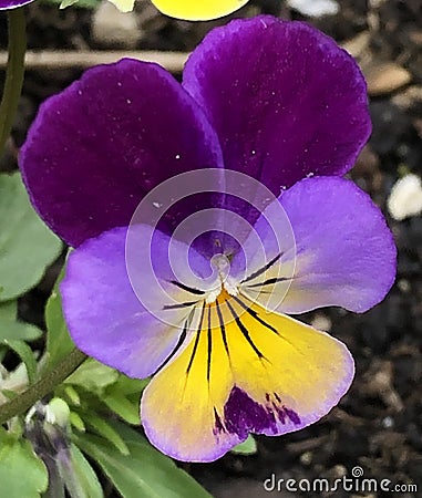 Dark purple Johnny-Jump-Up Viola blossoms blooms Stock Photo