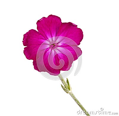 Dark purple Lychnis or rose campion flower isolated against whit Stock Photo