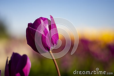Dark Purple Tulip Flower with blue sky and blurred yellow, purple, and green background horizontal Stock Photo