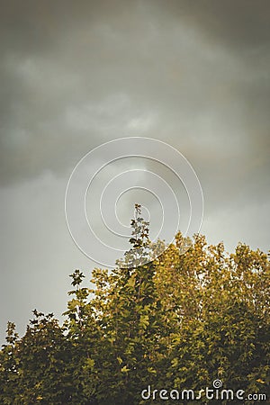 Dark rain clouds forming above trees Stock Photo