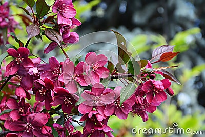 Dark red crabapple blossoms Malus Royalty Stock Photo