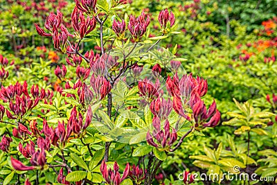 Dark red flower buds of an azalea mollis shrub in spring Stock Photo