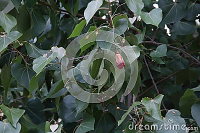 Dark red flower of Portia tree blooming on branch and green leaves, Thailand. Stock Photo