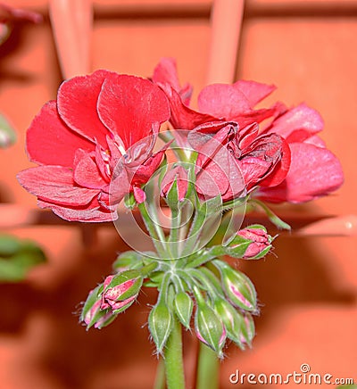 Dark red geraniums flowers, Pelargonium close up isolated Stock Photo