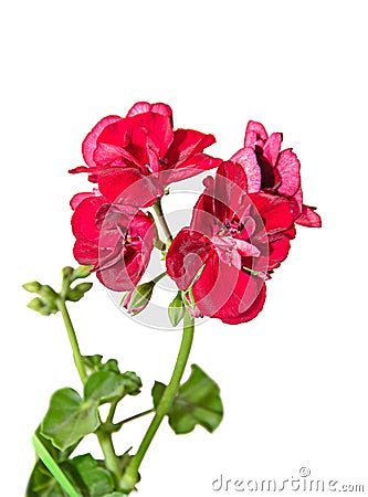 Dark red geraniums flowers, Pelargonium close up isolated Stock Photo