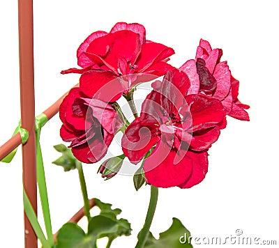 Dark red geraniums flowers, Pelargonium close up isolated Stock Photo