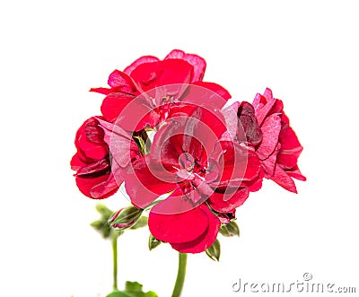 Dark red geraniums flowers, Pelargonium close up isolated Stock Photo