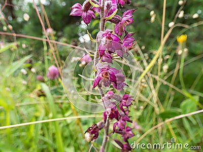 The dark-red helleborine or royal helleborine (Epipactis atrorubens) blooming with erect, mostly purple inflorescences Stock Photo