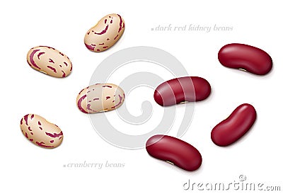 Dark red kidney and cranberry beans isolated on white background. Top view Vector Illustration