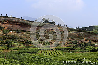 Dark red on the mountain of neatly planted with tea tree Stock Photo