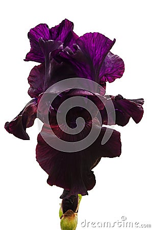 Dark red and purple iris flower with lush petals and blond veins on a white isolated background Stock Photo