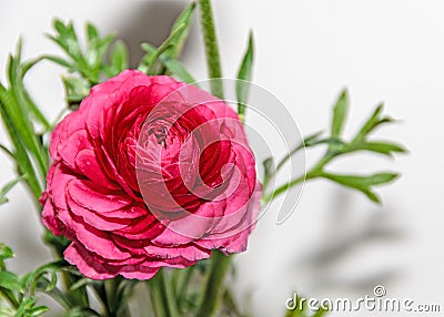 Dark red Ranunculus flower, Ranunculaceae family Stock Photo