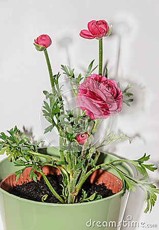 Dark red Ranunculus flower, Ranunculaceae family Stock Photo