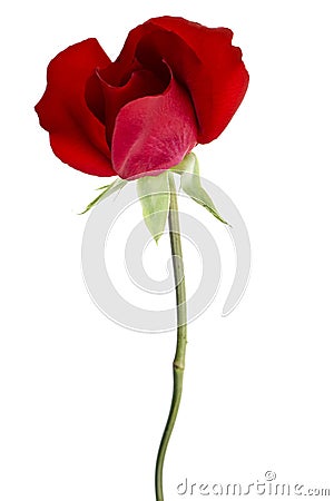 Dark red rose closeup isolated on white background Stock Photo