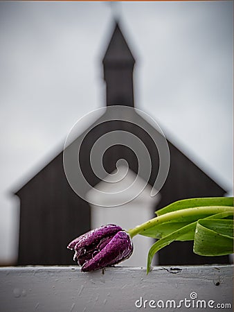 Dark red rose of death in front of Black Church in Iceland Stock Photo