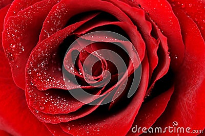 Dark red rose with dew drops closeup Stock Photo