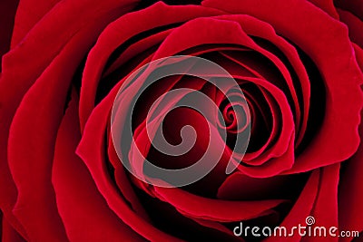 Dark Red Rose Macro Stock Photo