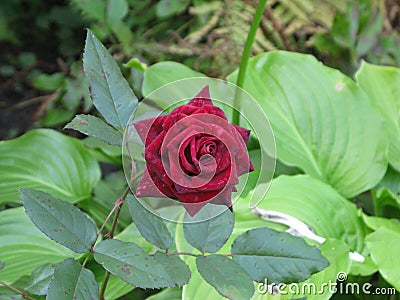 Dark red velvet rose Stock Photo