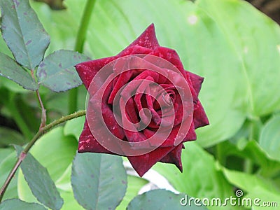 Dark red velvet rose Stock Photo