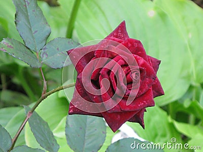 Dark red velvet rose Stock Photo