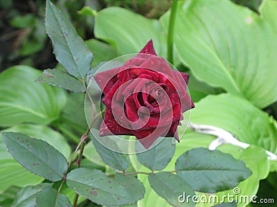 Dark red velvet rose Stock Photo