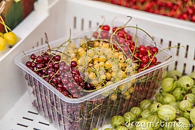 Dark red, yellow and light red currants Stock Photo