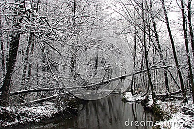 The dark river in a bleak winter forest. Fallen over the water trees covered with snow. Dull winter landscape with flowing river Stock Photo