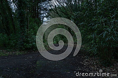 Dark road in the forest with dead vegetation / Photograph of a dark green forest with low shadows Stock Photo