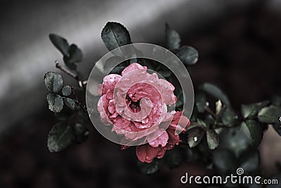 Dark rose Stock Photo