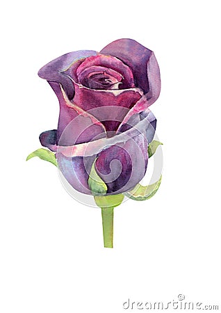 Dark rose, a closed Bud. Watercolor illustration. Clipart isolated on white background. Can be used for invitation, postcard, etc. Cartoon Illustration