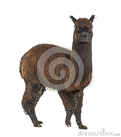 Dark rose grey alpaca - Lama pacos, isolated on white Stock Photo