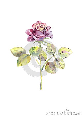 Dark rose, open Bud, trunk, leaves. Watercolor illustration. Clipart isolated on white background. Cartoon Illustration