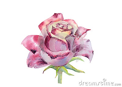 Dark rose, an open Bud. Watercolor illustration. Clipart isolated on white background. Cartoon Illustration