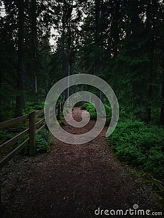 Dark rustcolored path in the fir forest, background Stock Photo