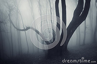 Dark scary mysterious creepy dark tree in a dark mysterious forest with fog Stock Photo