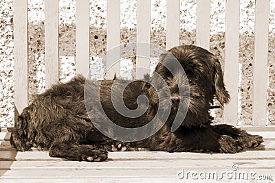 Dark Scottish Terrier lazing on a bench Stock Photo