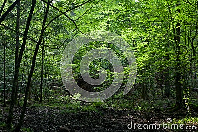 Dark shady deciduous stand in summer Stock Photo