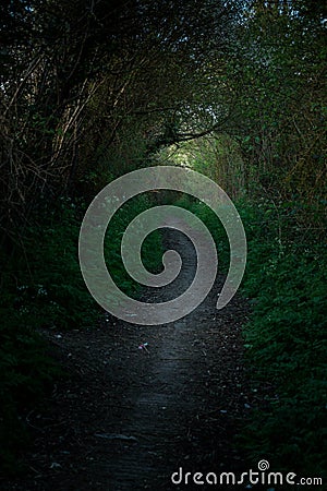 Dark, shady path through the forest. Stock Photo