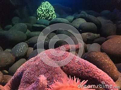 Dark side of a reef Stock Photo