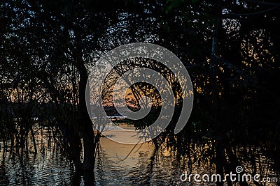 Dark scene of forest silhouette in the Amazon Rainforest with the Amazon River in the State of Amazonas, Brazil, South America Stock Photo