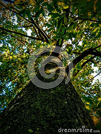 Dark skinned giant tree in the forests. Stock Photo